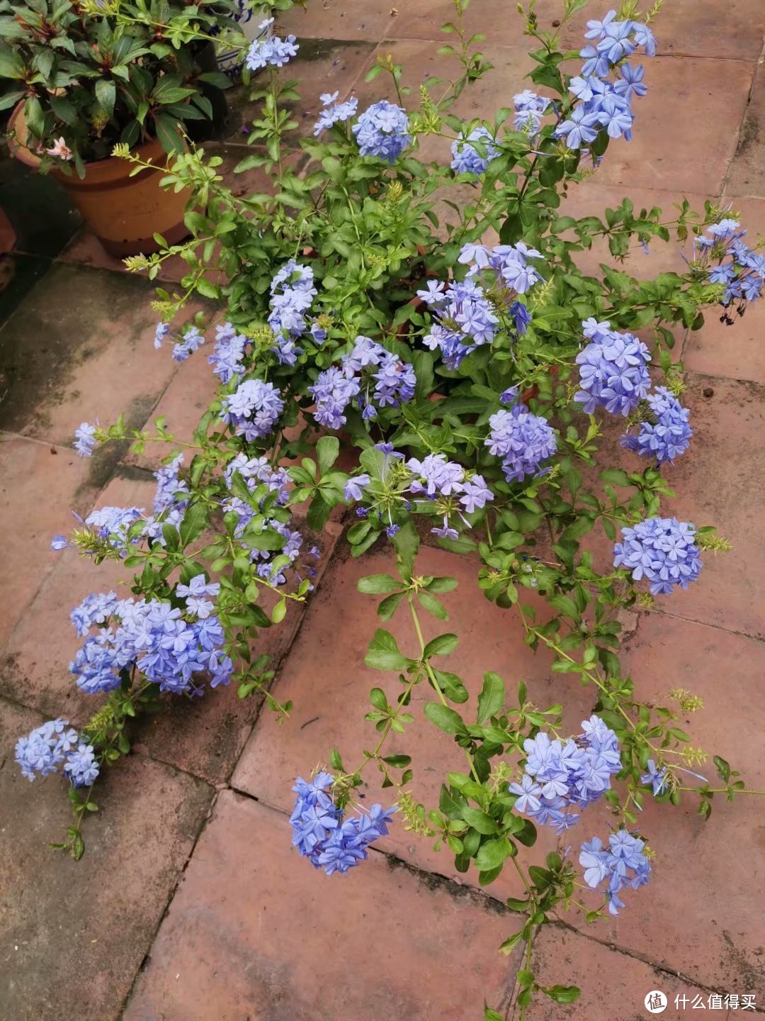 阳台养花系列-夏天都能不断开花的花卉