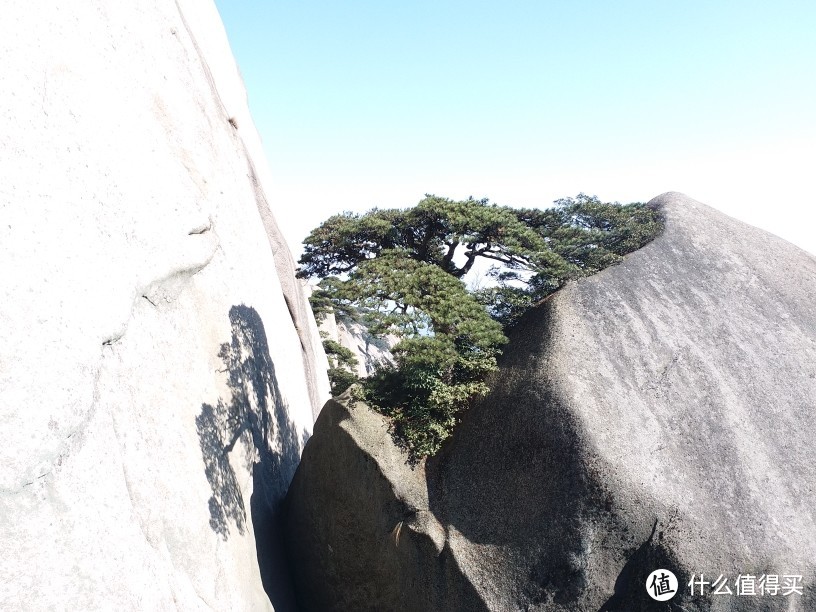 长在石头里的松树