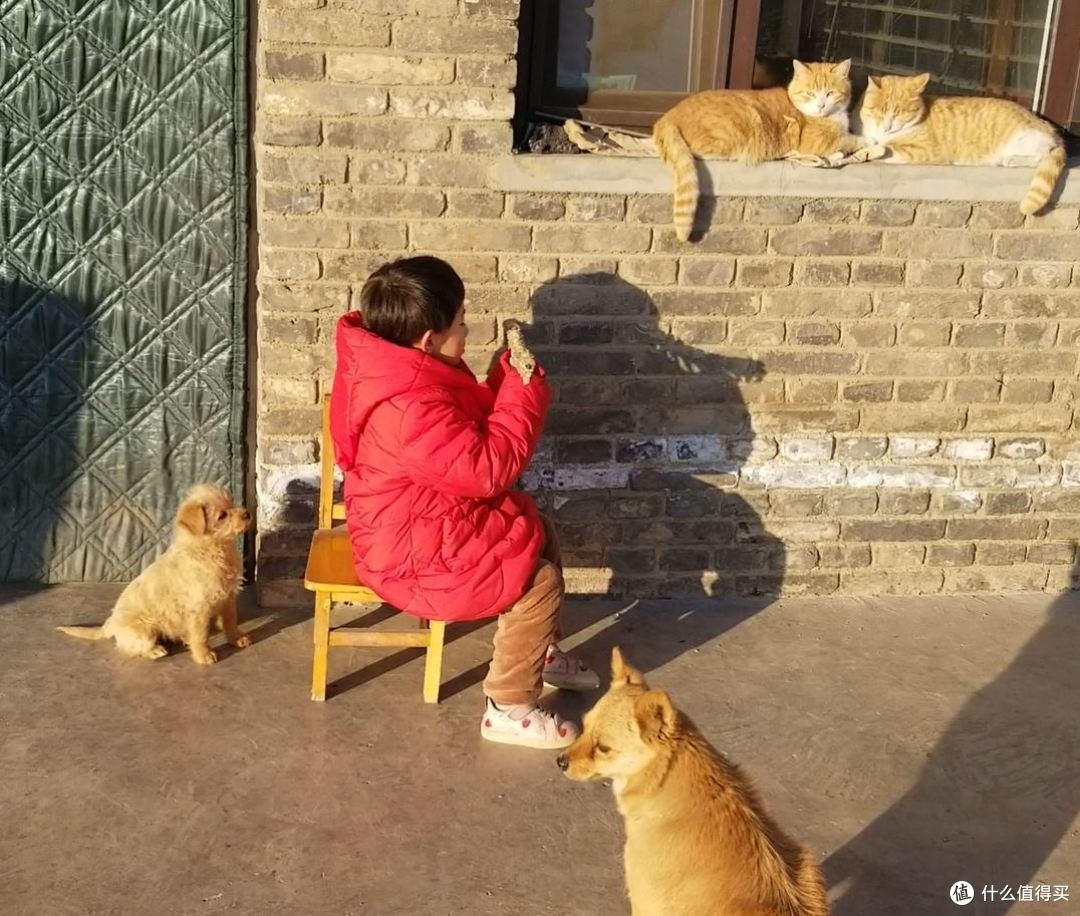 为了鸡娃,猫和我都操碎了心