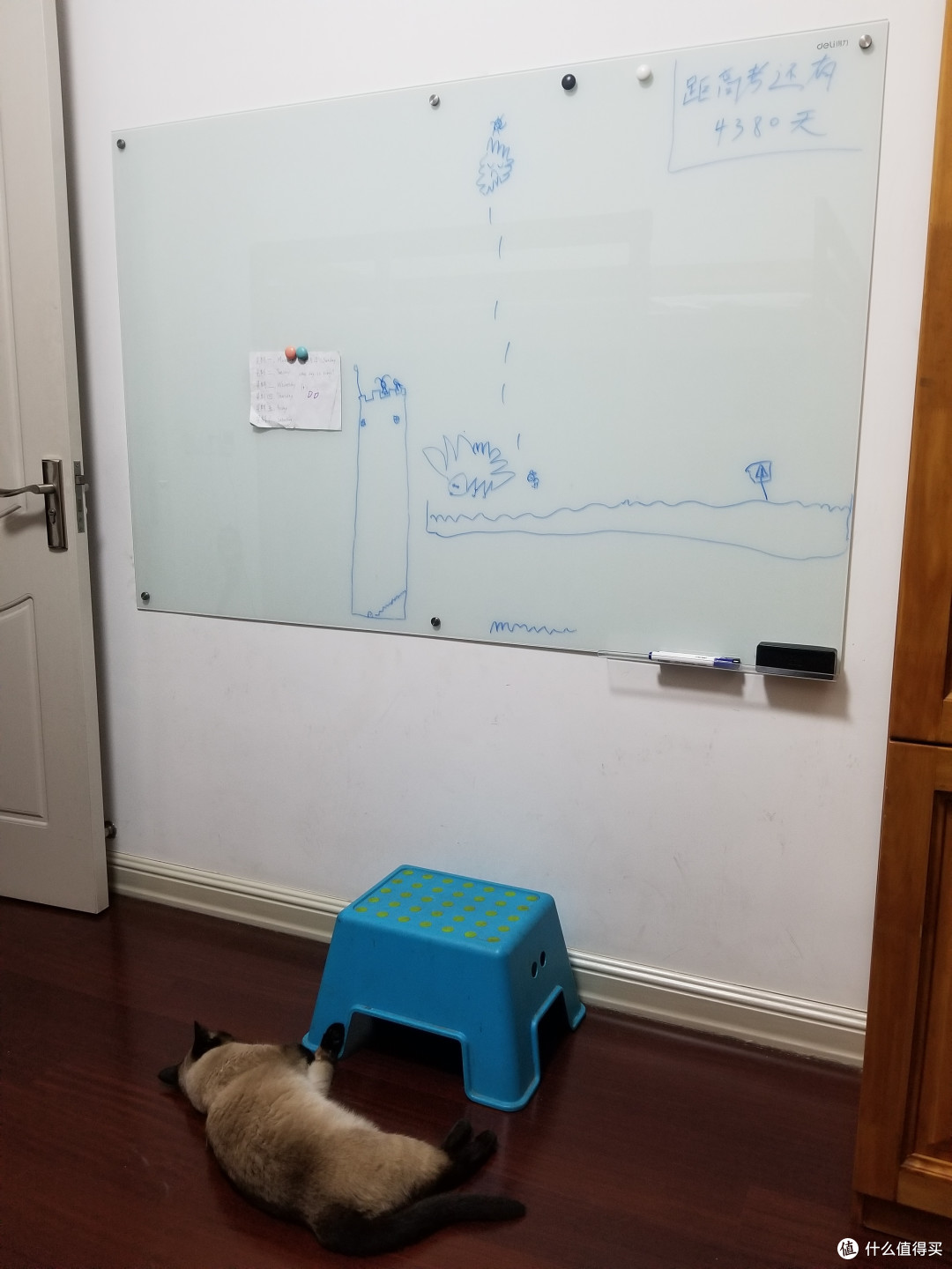 为了鸡娃,猫和我都操碎了心