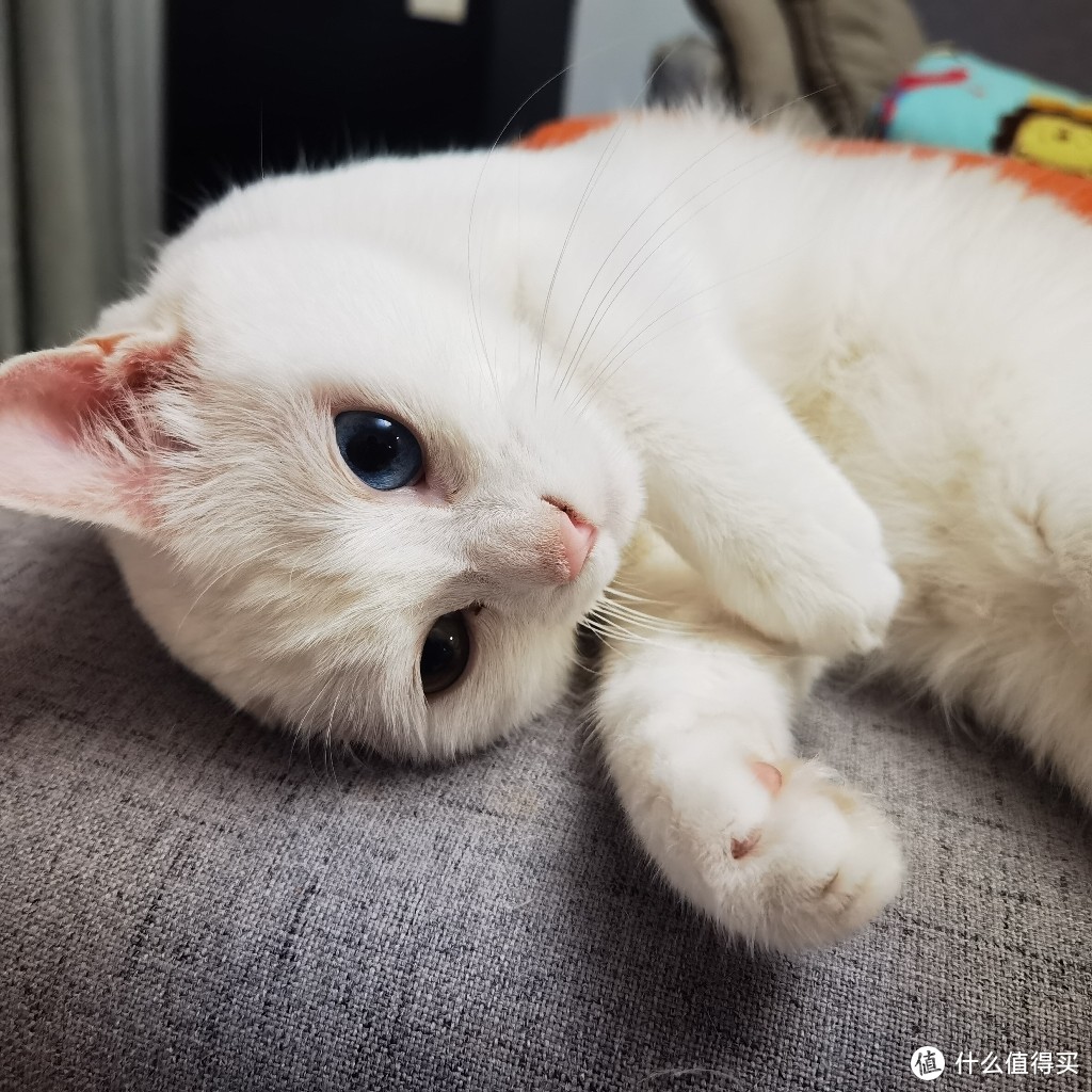 猫咪吃什么容易发腮？