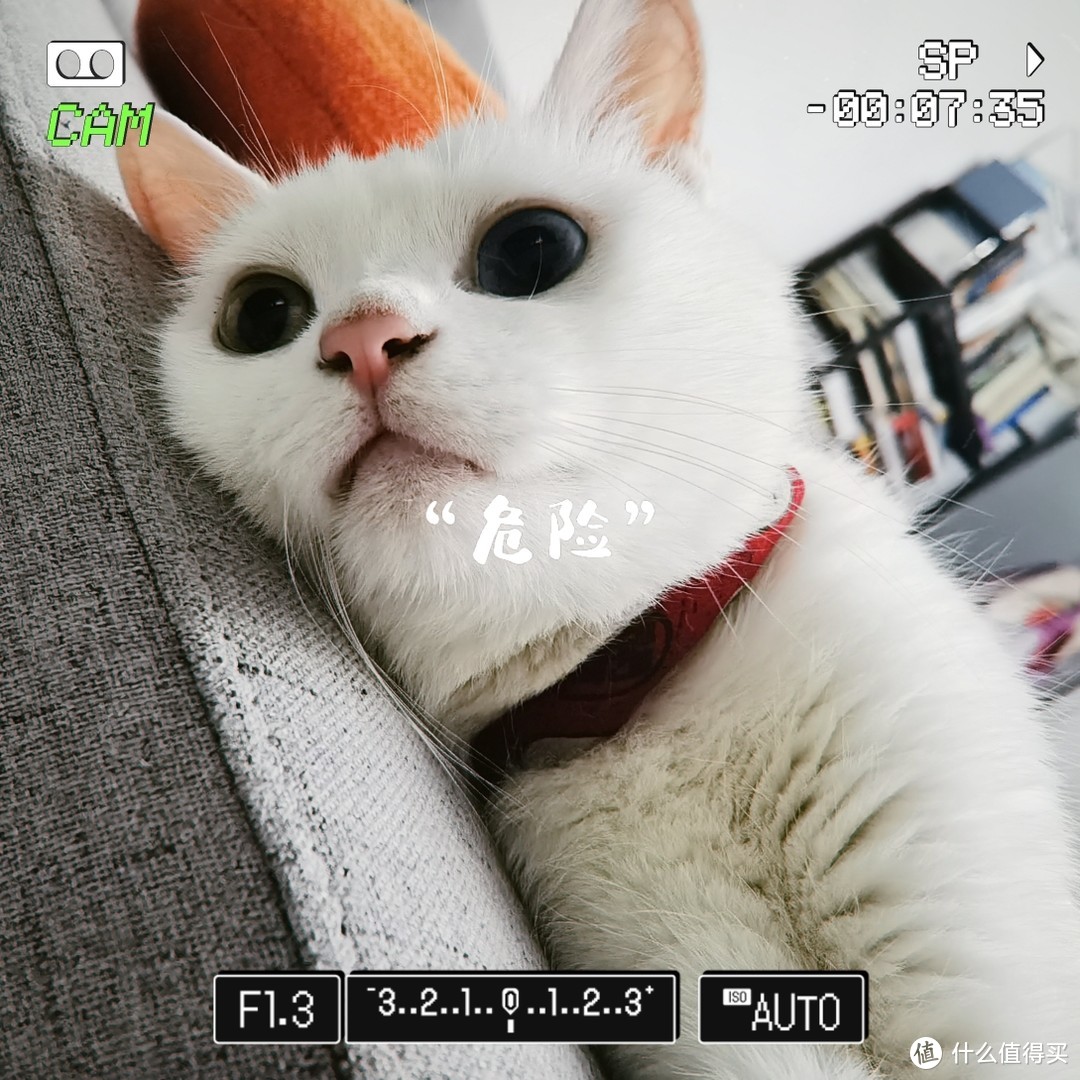 猫咪吃什么容易发腮？