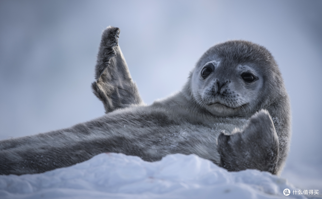 放暑假了,我们这次推荐的是教育, 科普和历史等方面相关的纪录片