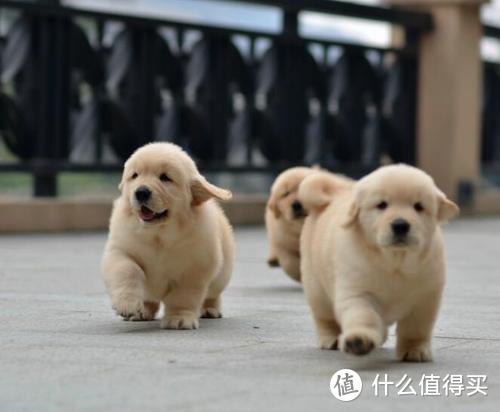 新手养狗品种推荐，带你了解不同狗狗的性格特点