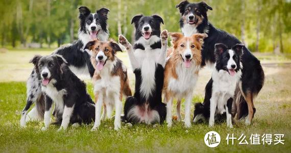 新手养狗品种推荐，带你了解不同狗狗的性格特点