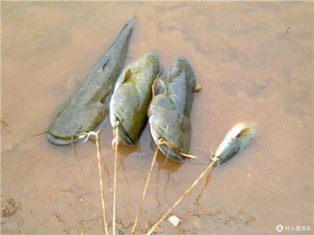 这种鱼来自古老的埃及扎根中国近40年广东人拿它也没办法