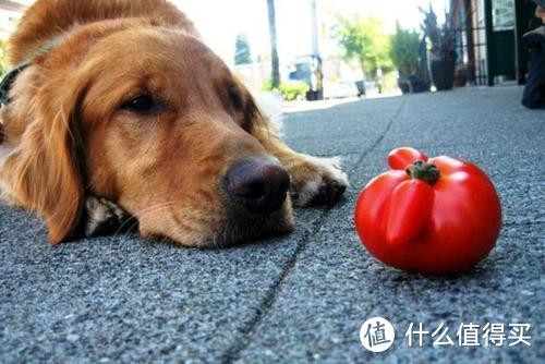 N种不能给狗狗吃的食物，快来看看你中招了没！