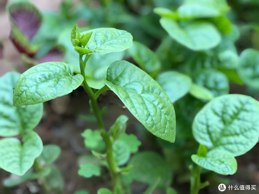 它是蔬菜界的“榴莲”，味道怪怪的，一吃就上瘾，清脆滑嫩特好吃