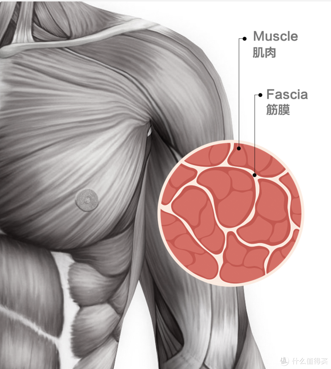 击溃酸痛，深层劲爽，初试筋膜枪——云麦YUNMAI 筋膜枪 Pro Basic