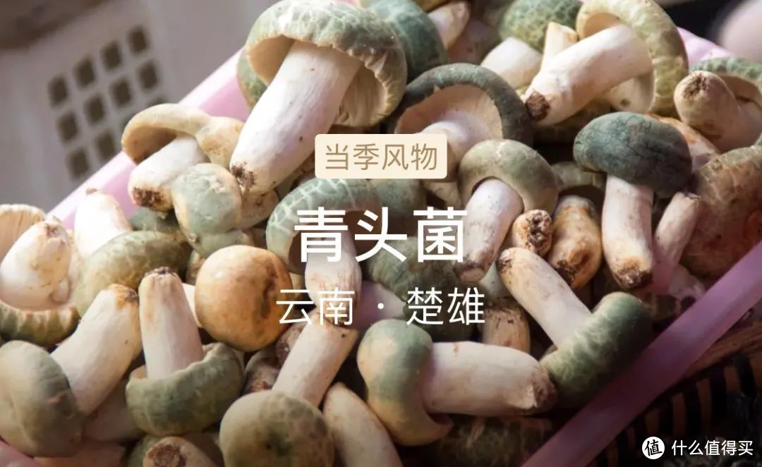 风物推荐7.6｜六月一过，云南又等到了吃菌子的季节