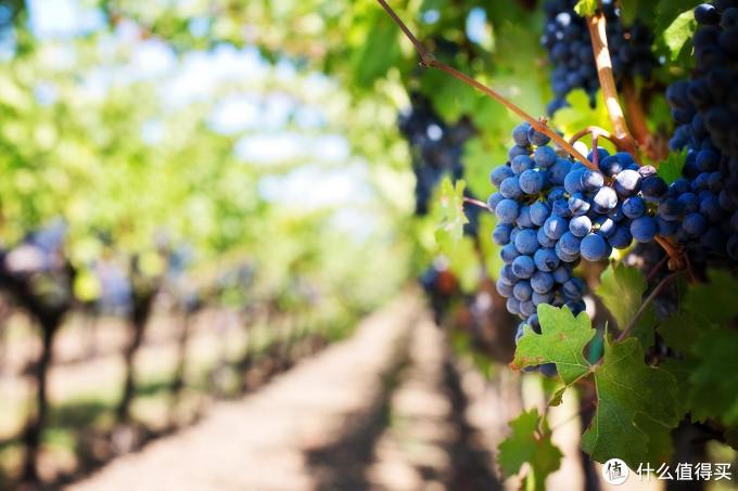 百元以内最具性价比的十款红酒，附带入手好价，建议收藏