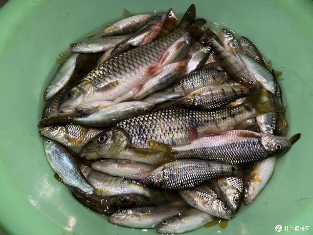 浙江一野河石斑鱼大暴走巴掌大有人2小时钓一盆