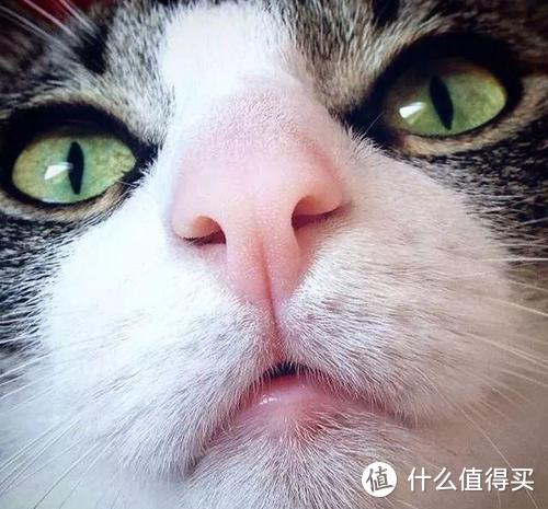 关于猫的10个常识，哪些进了你的知识误区，第10个你想到了吗？