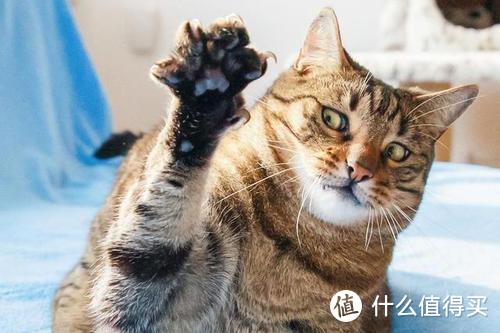 关于猫的10个常识，哪些进了你的知识误区，第10个你想到了吗？