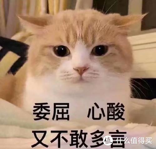 关于猫的10个常识，哪些进了你的知识误区，第10个你想到了吗？