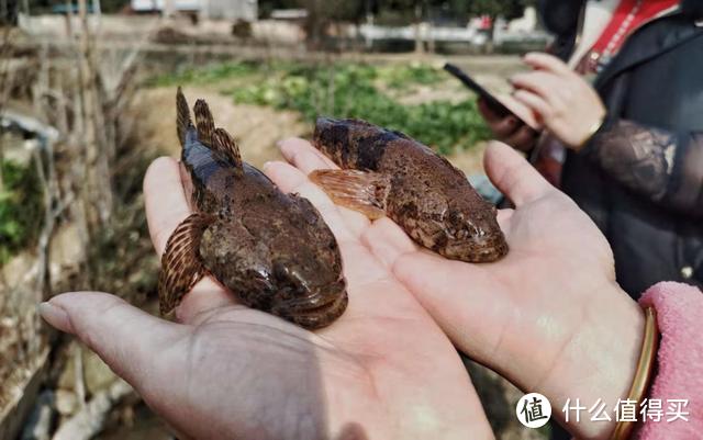 上山钓鱼发现“虎头鲨”，最大一条足足1斤多，钓鱼人你见过吗