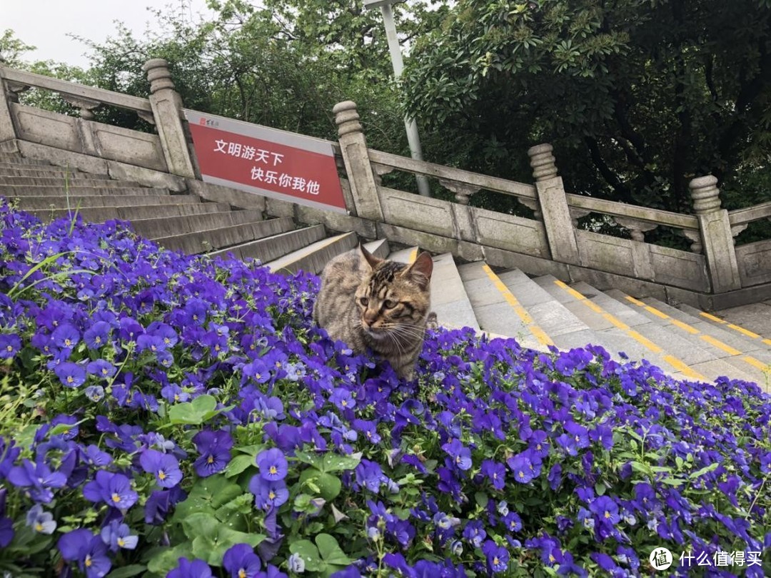 4月武汉旅游小记（一）