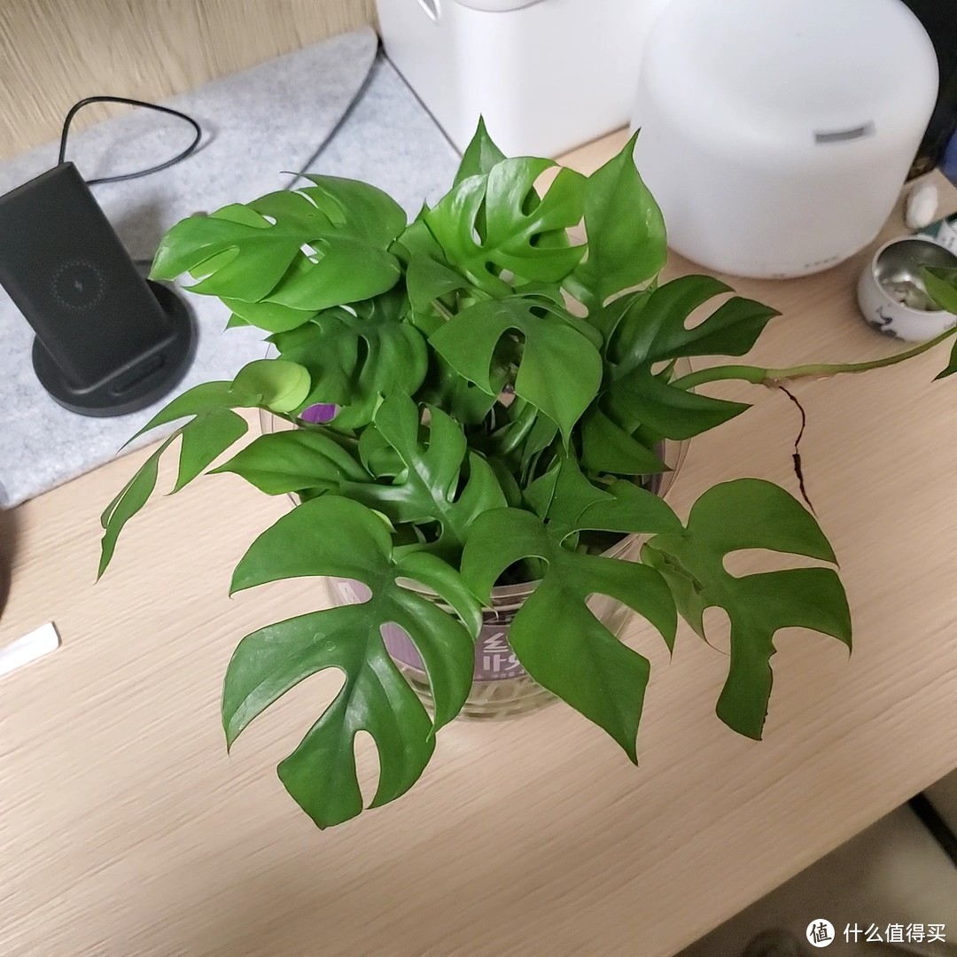 关进小黑屋都能活！给你5个超耐阴的好养植物新选择