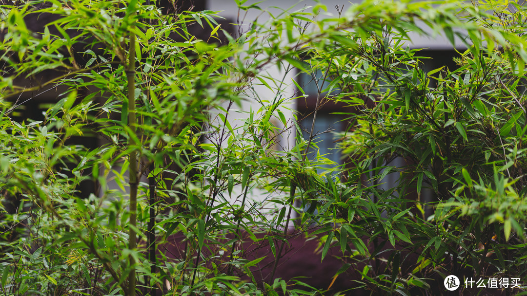 屋外绿竹