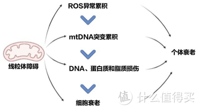 抗衰老不只是护肤——当代年轻人的科学抗衰攻略