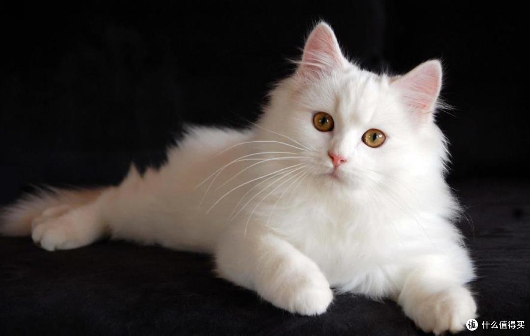 猫咪美毛小技巧吃卵磷脂还是蛋黄比较好呢