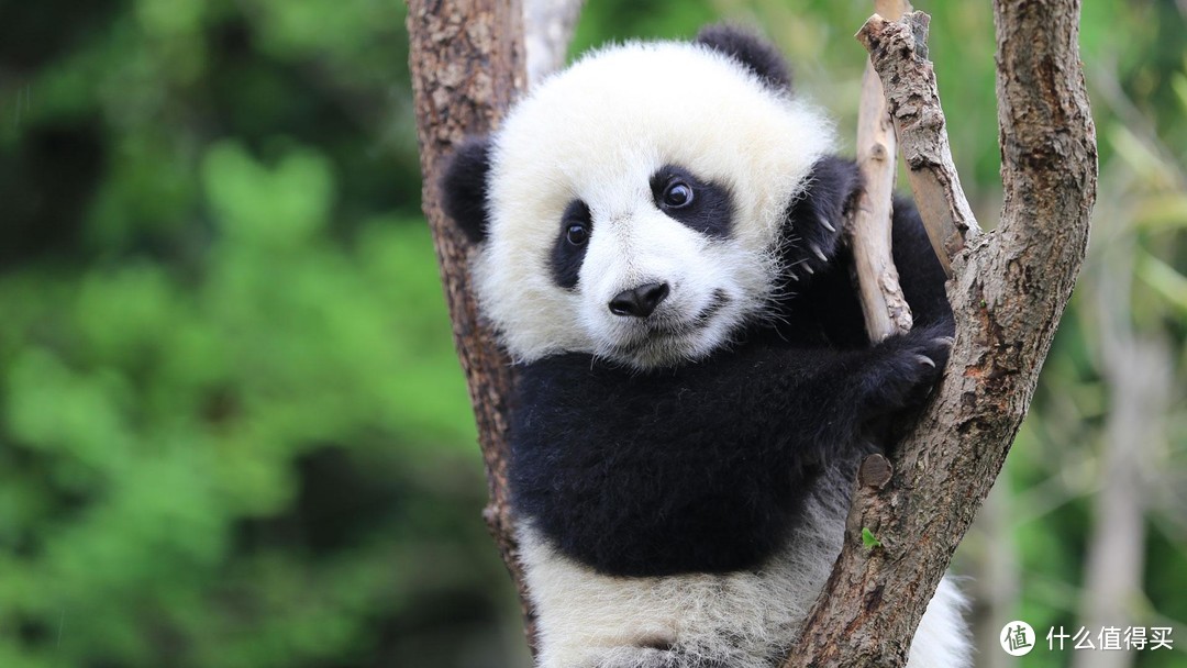 从大熊猫“被降级”谈生物多样性，聊《生命大趋势》