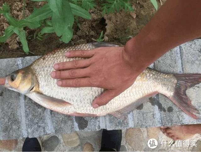 玉米这样用，让钓鱼效果翻倍，鲫鱼鲤鱼草鱼鳊鱼都爱吃，别错过