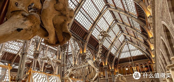 全球看展指南 | 想看恐龙和那些灭绝了的动物， 哪些博物馆值得去？