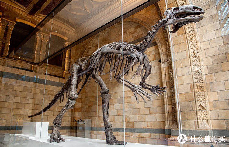 全球看展指南 | 想看恐龙和那些灭绝了的动物， 哪些博物馆值得去？