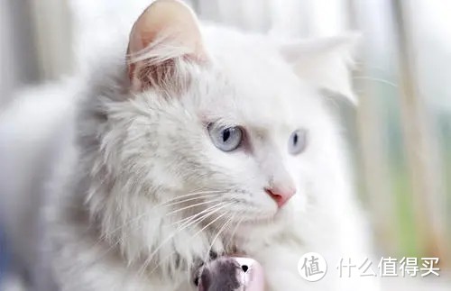 猫咪保持高颜值的秘诀，猫咪卵磷脂美毛护肤作用多