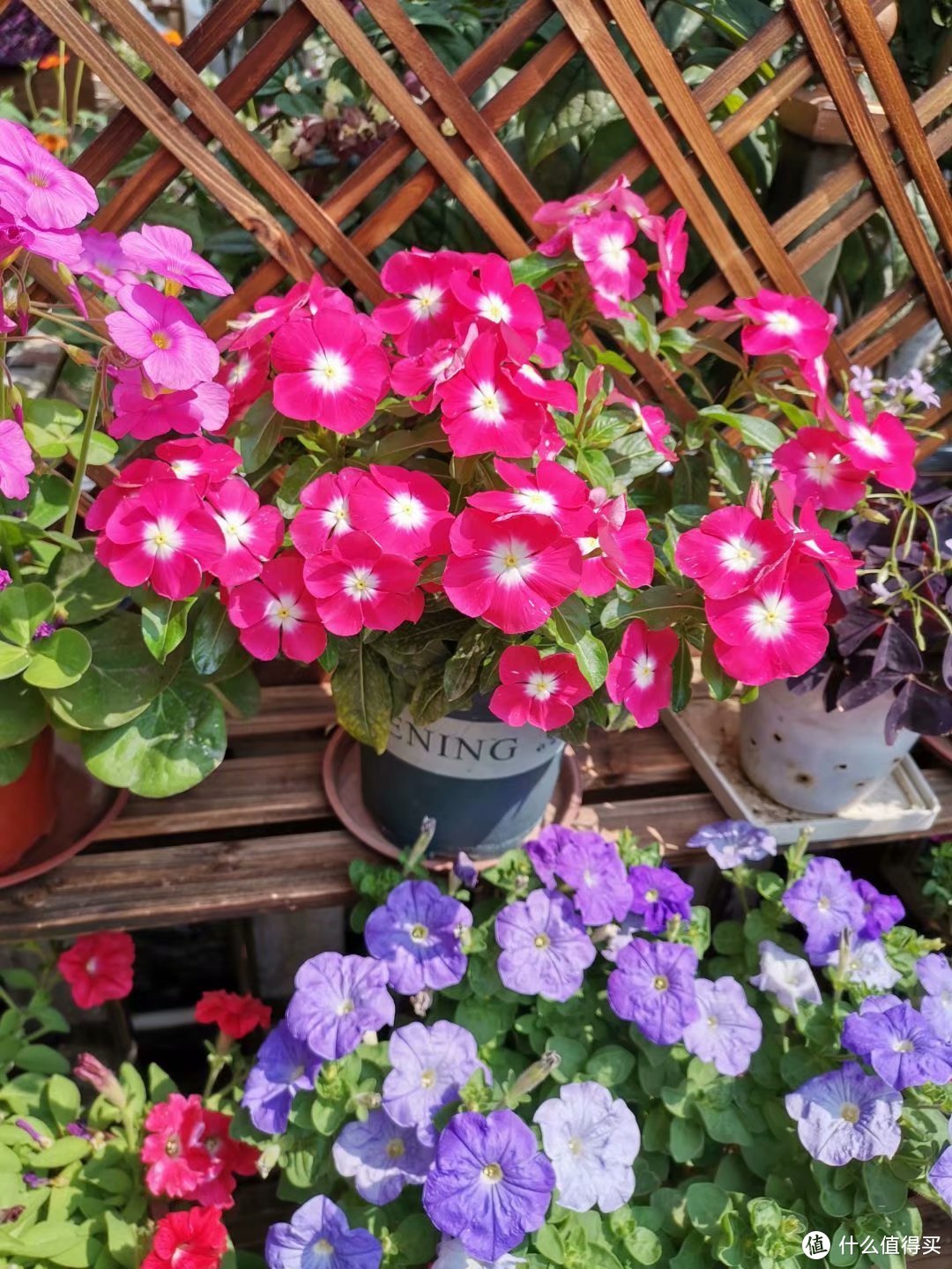 阳台养花系列-夏天都能不断开花的花卉2