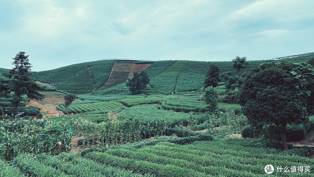 龙坞茶山