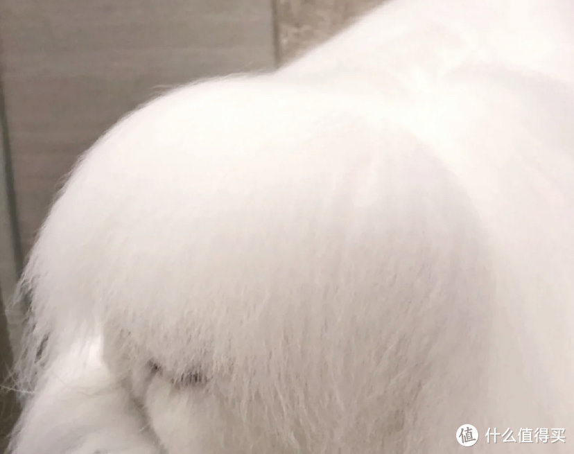 猫咪营养膏什么牌子好？猫咪美毛还能这样做