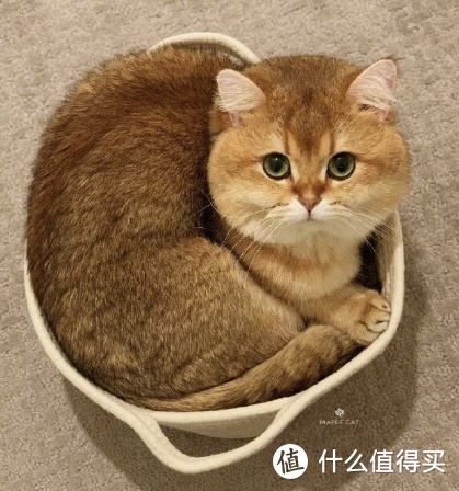 猫咪的毛球症不容忽视，化毛膏、化毛球片谁才是化毛必备好物