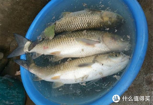 夏季用玉米野钓鲤鱼草鱼，出钓前不妨先加一物，有效提升诱鱼效果