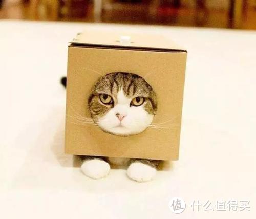 猫窝、猫爬架、猫抓板......都不需要买？最后一条才是超级智商税！