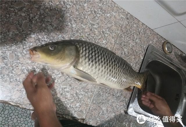 夏季大雨后外出钓鱼，蚯蚓好还是饵料好？老钓友：能诱鱼聚鱼最好