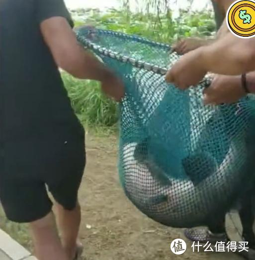 江苏一男子钓获大青鱼，1米多长，网友：看浪花就知道鱼不小
