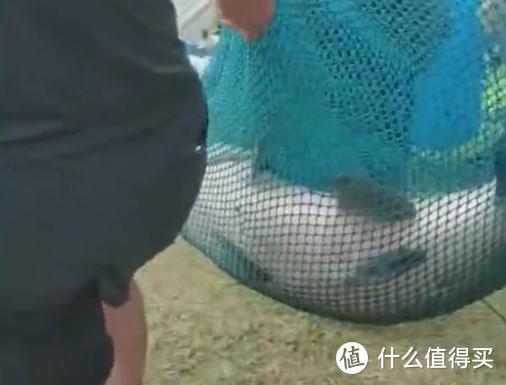 江苏一男子钓获大青鱼，1米多长，网友：看浪花就知道鱼不小