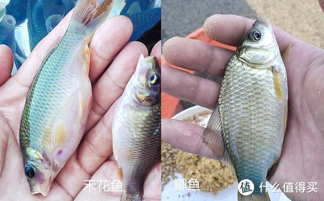 这几种鱼外形相似,能全分清的堪称钓鱼大师,爱钓鱼的你能分清吗