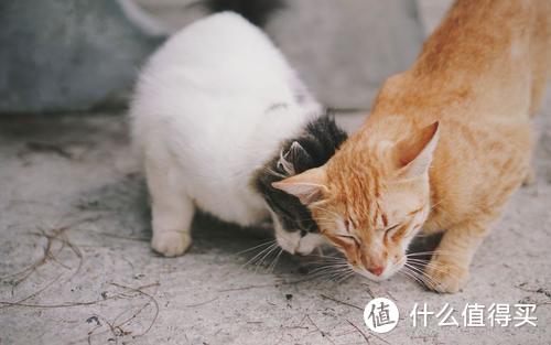 猫窝、猫爬架、猫抓板......都不需要买？最后一条才是超级智商税！