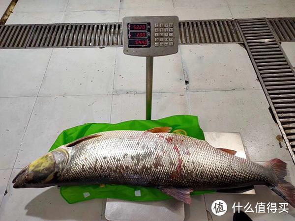 它是水中一霸，鲫鱼鲤鱼草鱼都是口粮，如今60一斤受欢迎，钓过吗