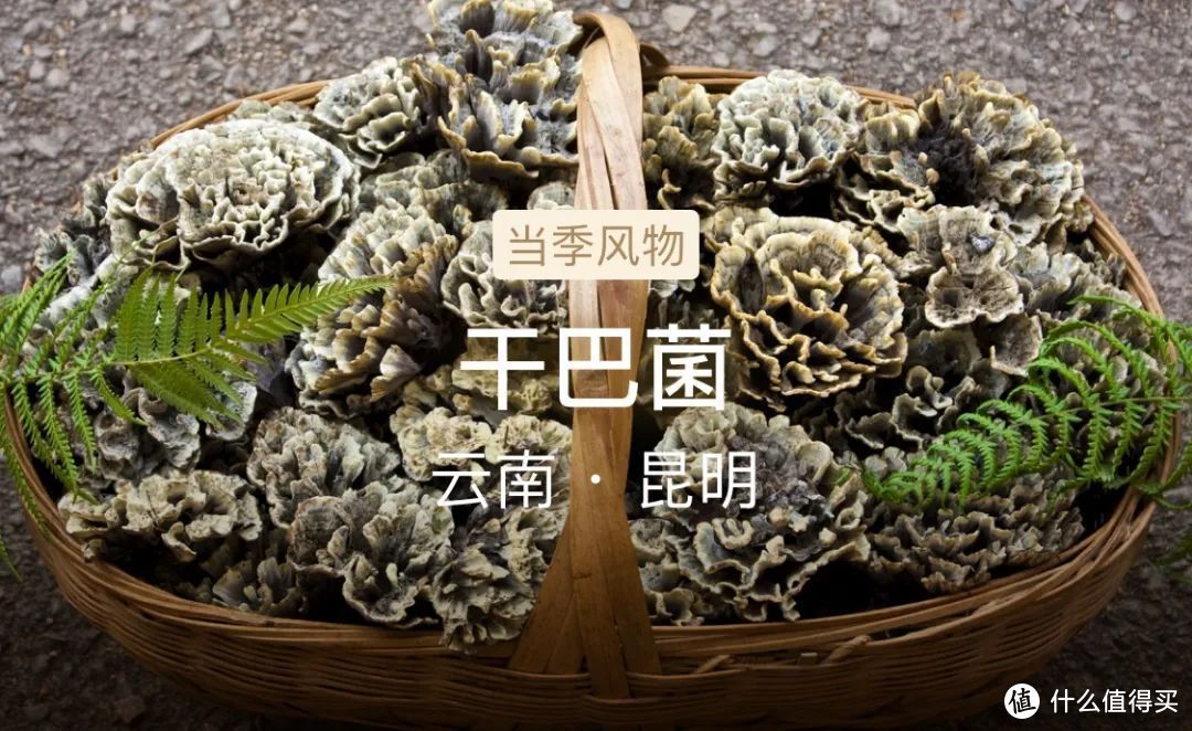 风物推荐7.28｜藏在干巴菌“丑陋皮囊”下的，是卓尔不群的鲜美味道