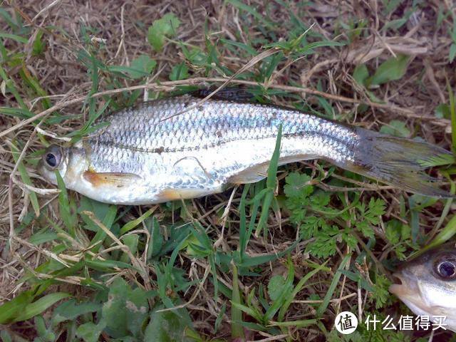 它形似翘嘴神似鳊鱼，中国四川特有鱼种，当地人称麦线鱼，钓过吗