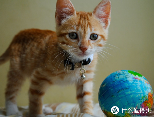 如何解决猫咪吐毛问题：猫草还是化毛膏？