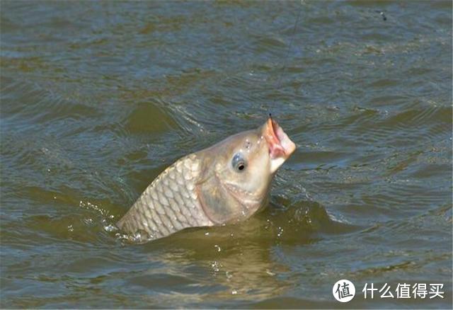 三种跑鱼的可能：水下、水面、飞鱼，从本质出发有效避免，别错过