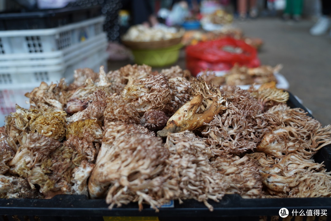 吃货的天堂，野生菌王国——当吃货遇上科学，探访全国最大野生菌交易市场（上）
