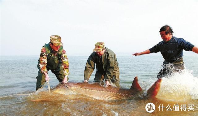 它花了1亿年进化，是中国最大的淡水鱼，如今靠人工养殖，见过吗