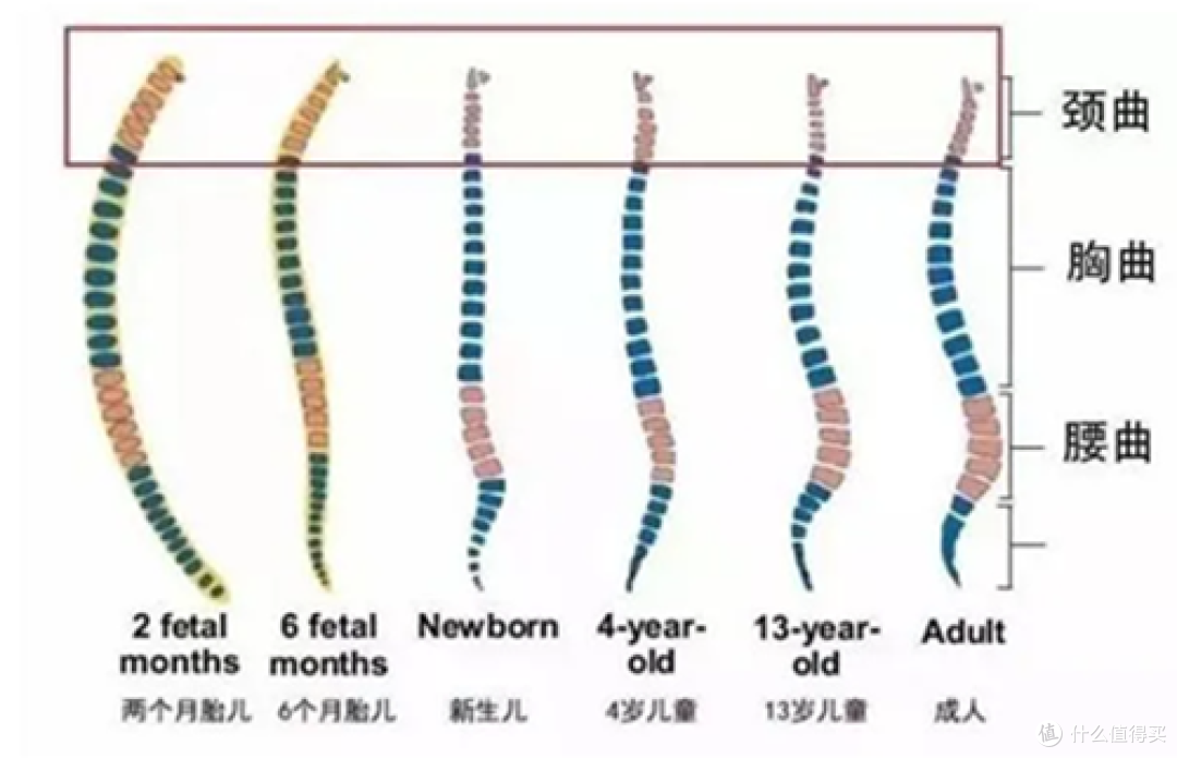 人体从幼年到成年的脊椎发展变化