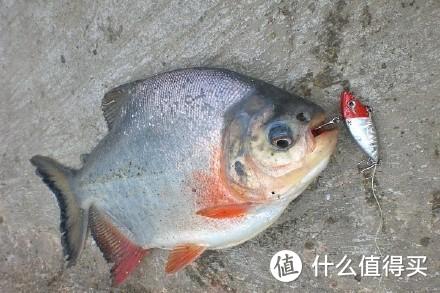 这种鱼常被忽略，因生有牙齿被误解，10元一斤营养丰富，你钓过吗
